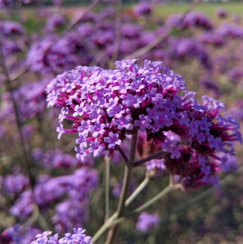 Argentīnas dzelzszāles Purple Haze 100 sēklas