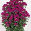 Astere Serenade deep rose 200 sēklas