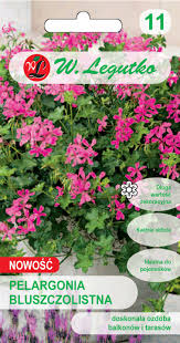 Nokarenā pelargonija Fuchsia F1 5 s