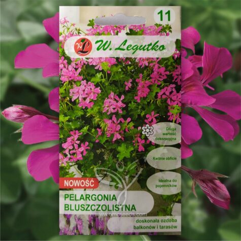 Nokarenā pelargonija Fuchsia F1 5 s