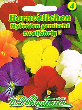 Ragainās vijolītes hibrīds, maisījums