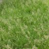 Pļavas skarene Limagie 500 g