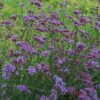 Argentīnas dzelzszāles Purple Haze 100 sēklas