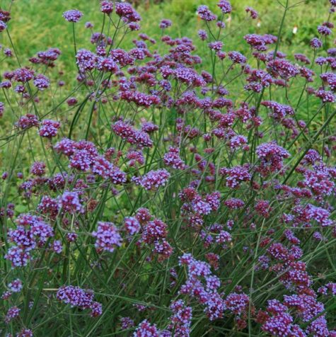 Argentīnas dzelzszāles Purple Haze 100 sēklas