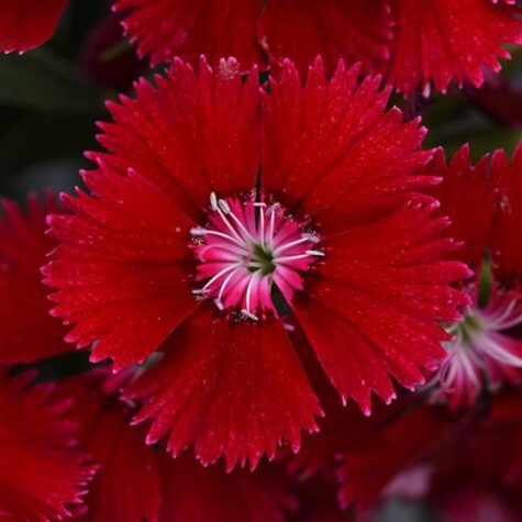 Studentu neļķes Floral Lace Red 100 sēklas, izkaisītas