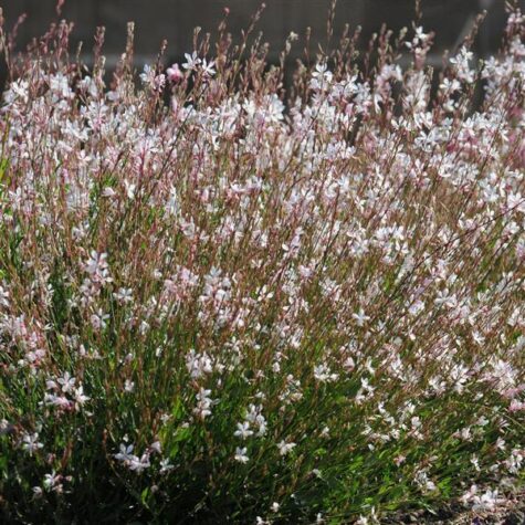 Lindheimera gaura Sparkle White 20 sēklas