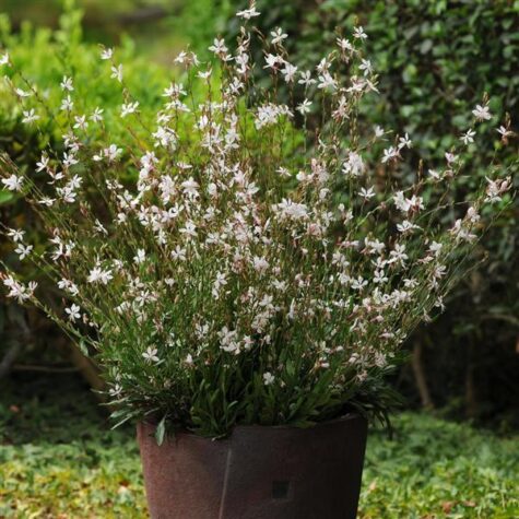 Lindheimera gaura Sparkle White 20 sēklas