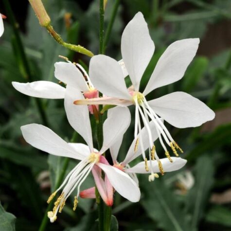 Lindheimera gaura Sparkle White 20 sēklas