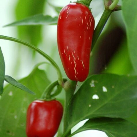 Asā paprika Halapenjo 10 sēklas