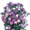 Astere Serenade blue tipped white 200 sēklas