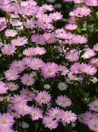 Astere Serenade rpse tipped white 200 sēklas