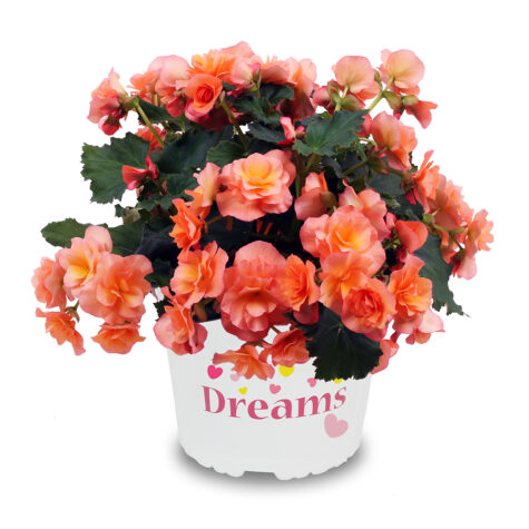 Roosbegonia Solenia Apricot 1pk