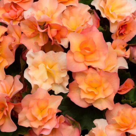 Roosbegonia Solenia Apricot 1pk