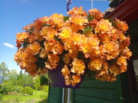 Roosbegonia Solenia Apricot 1pk