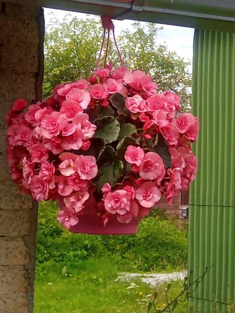 Roosbegonia Solenia gaiši rozā 1pk