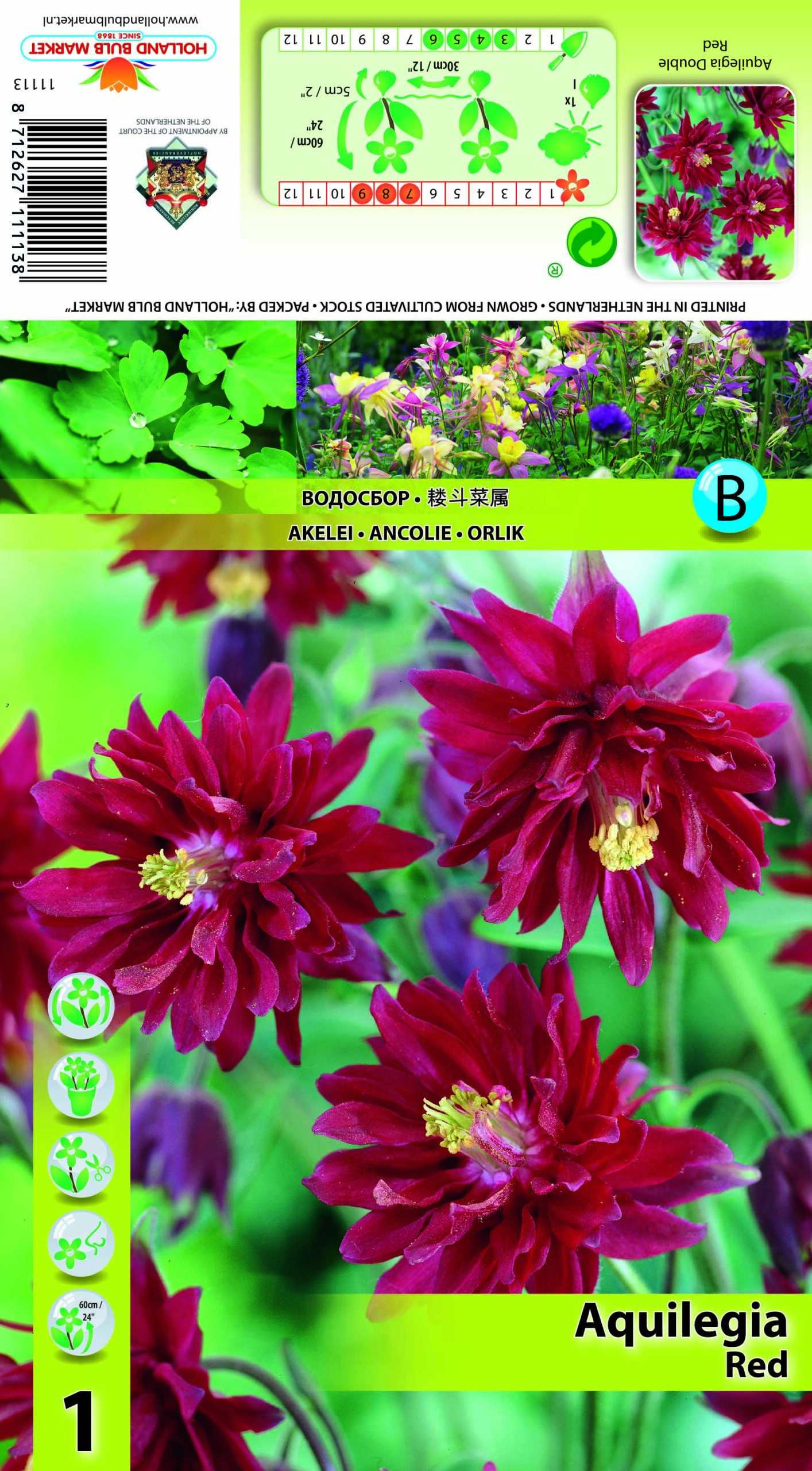 Ozolīte Double Red 1 gab