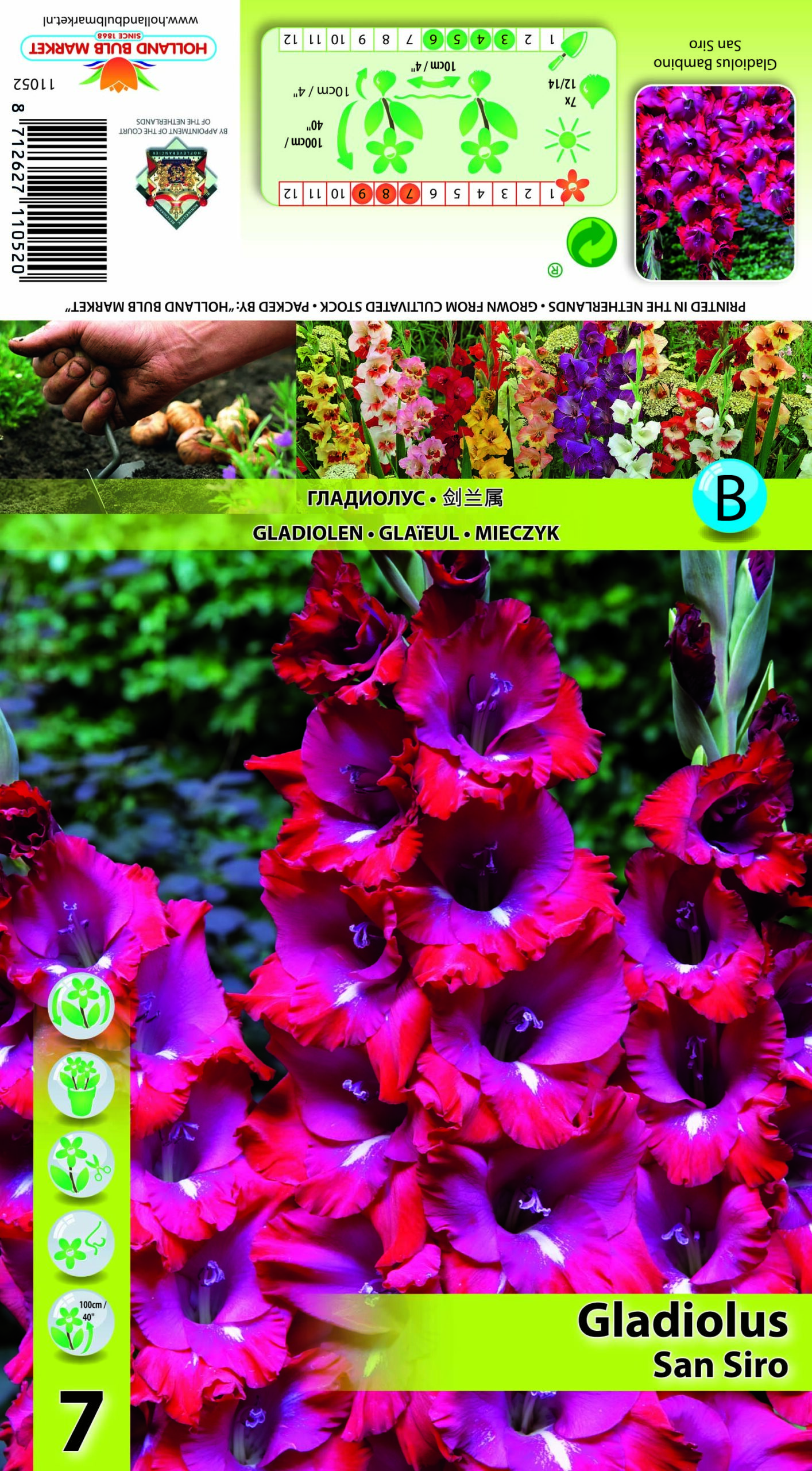 Gladiola San Siro 7 gab