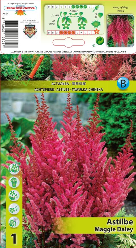 Astilbe Maggie Daley 1 gab