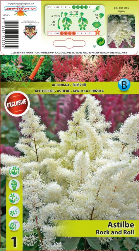 Astilbe Rock and Roll 1 gab.