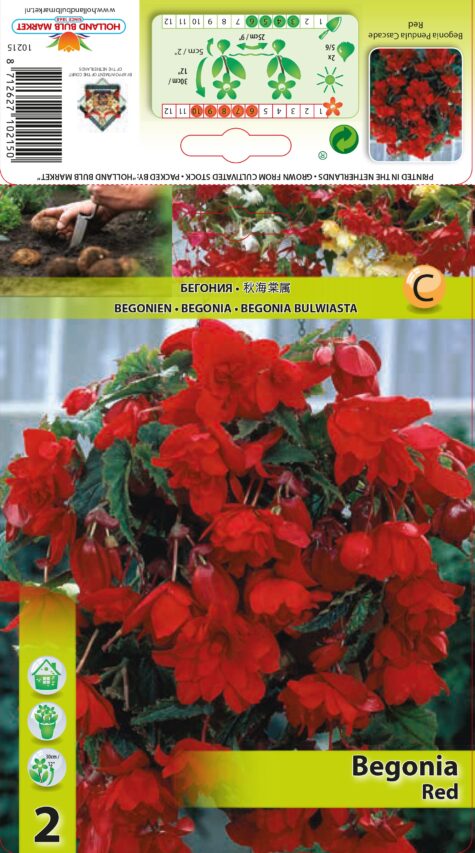 Begonija Pendula Red 2 gab