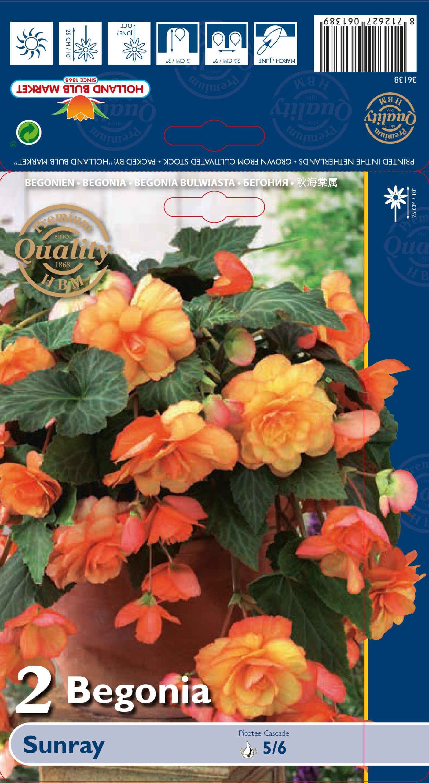 Begonija Picotee Cascade Sunray 2 gab