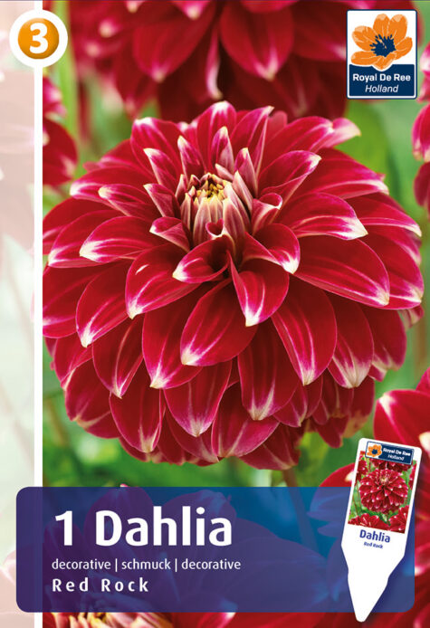 Dālija Red Rock 1 gab