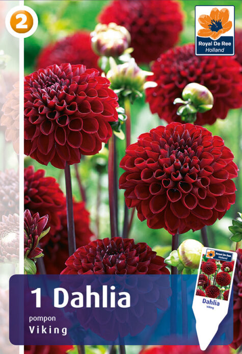 Dālija Viking 1 gab