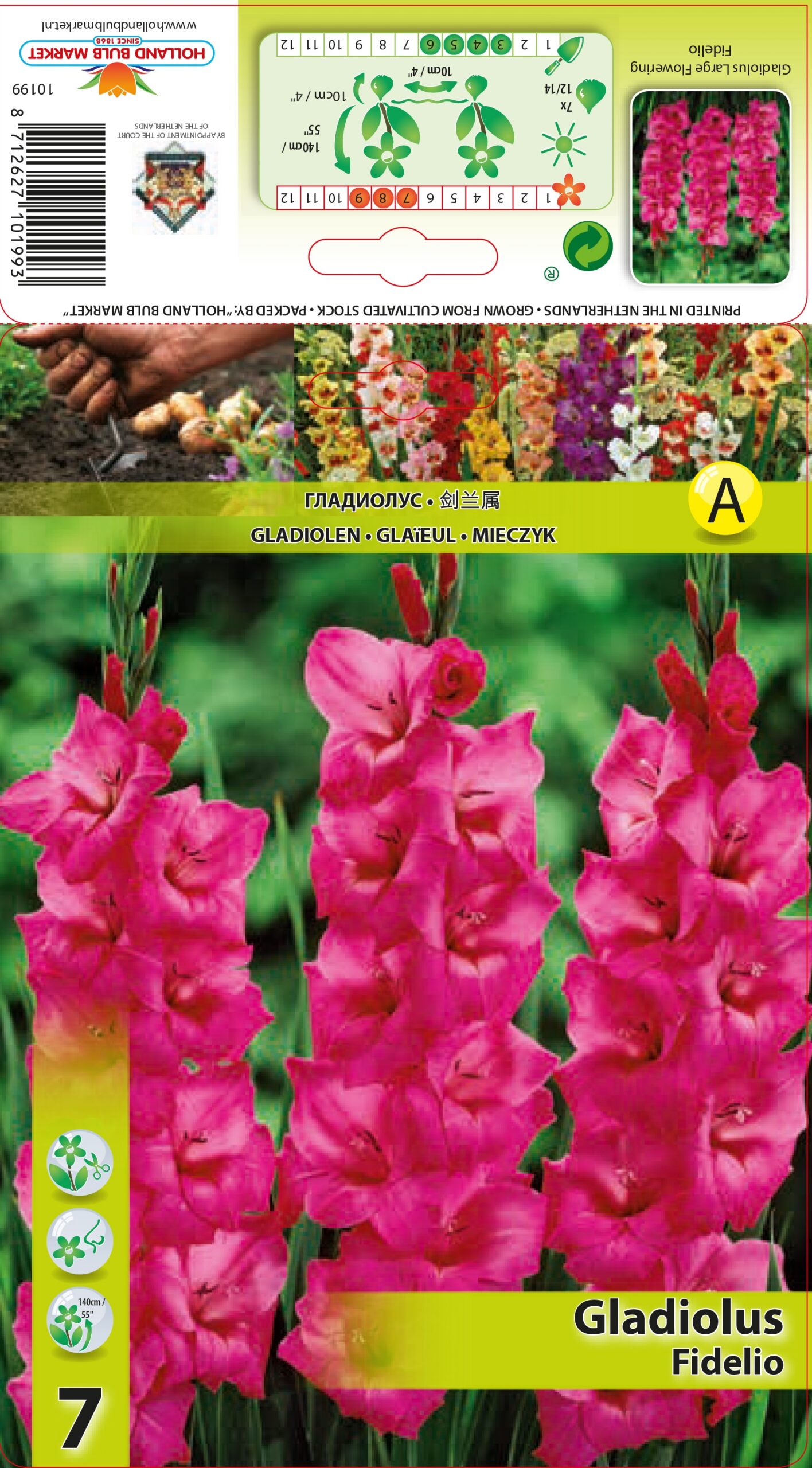 Gladiola Fidelio 7 gab