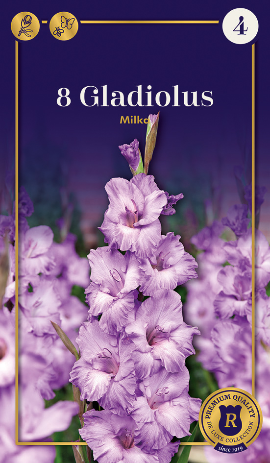 Gladiola Milka 8 gab