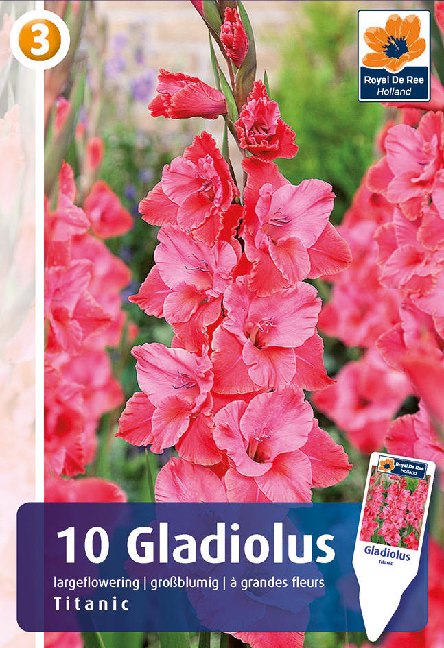 Gladiola Titanic 10 gab