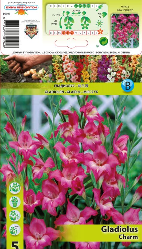 Gladiola Mini Charm 5 gab