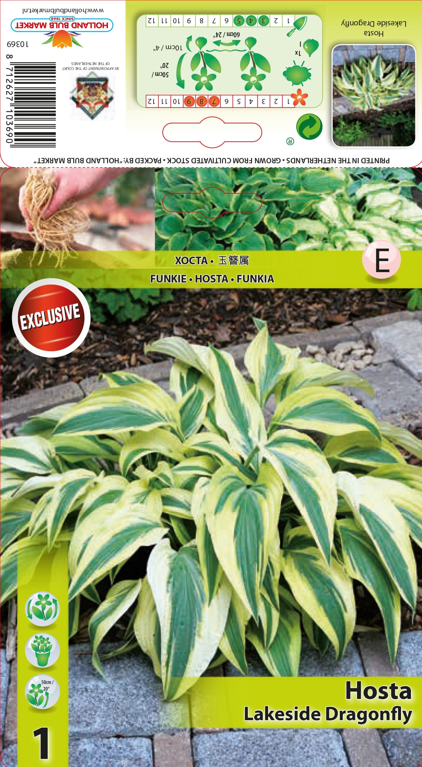 Hosta Lakeside Dragonfly 1 gab