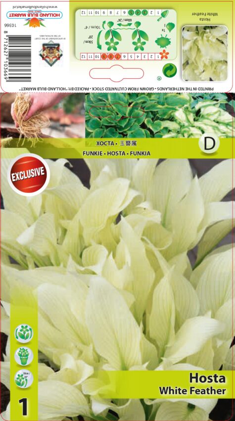 Hosta White Feather 1 gab