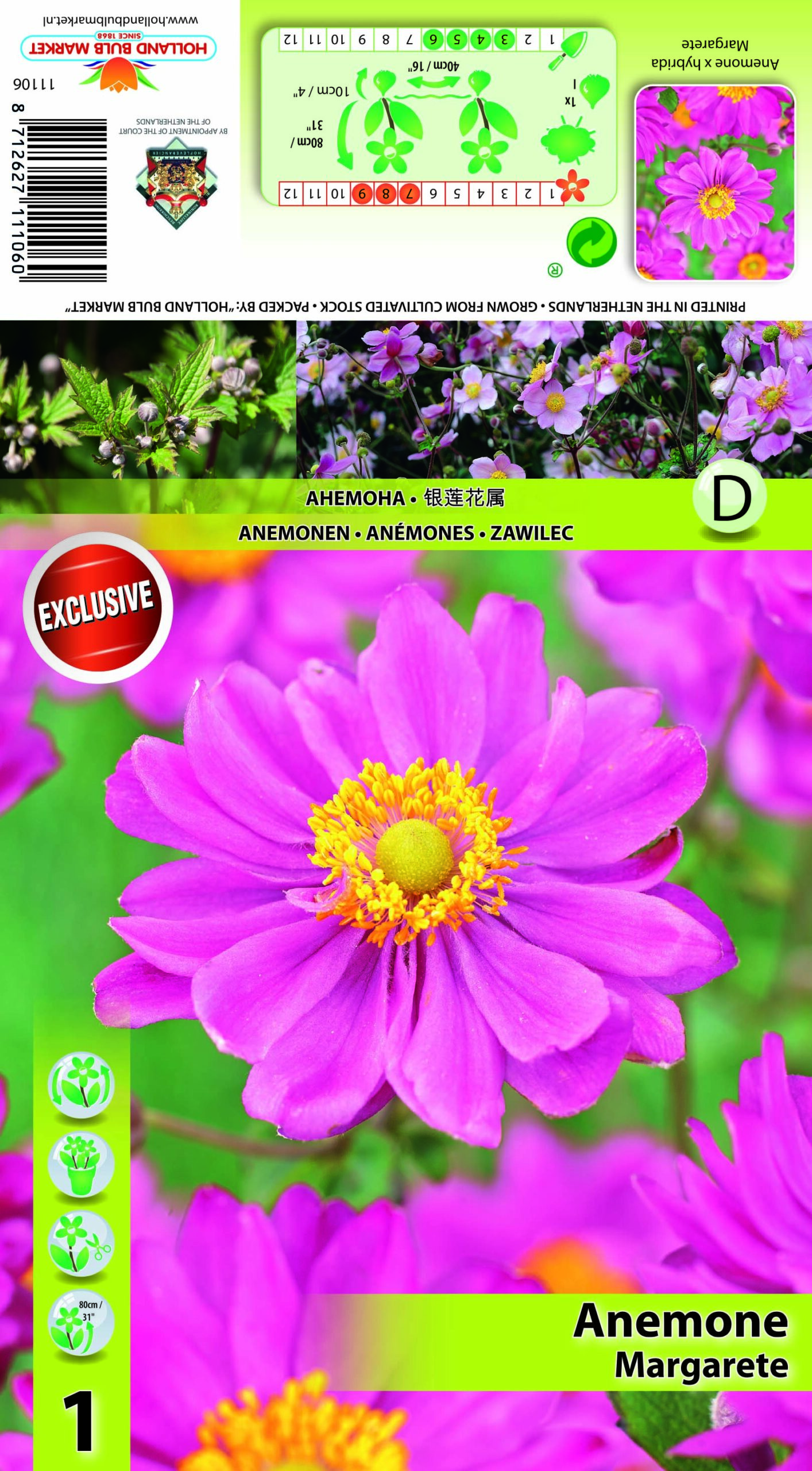 Hibrīdā Anemone Margarete 1 gab