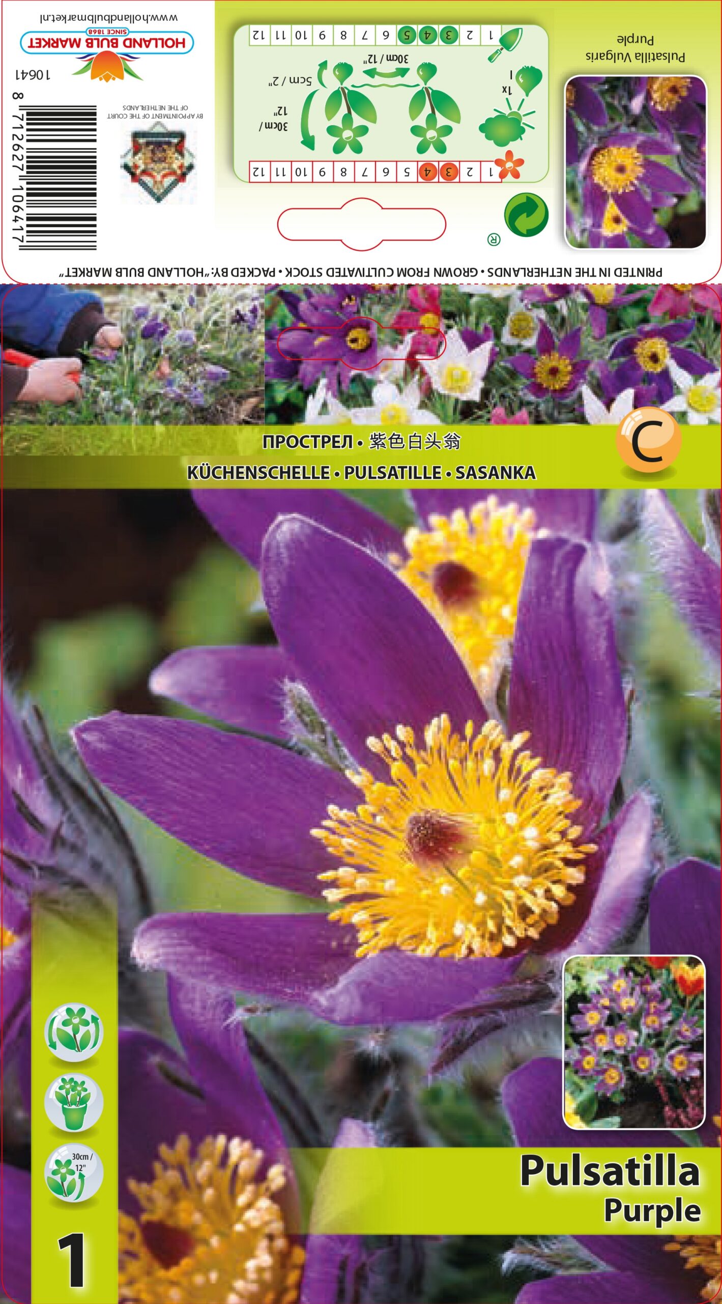 Silpurene Purple 1 gab