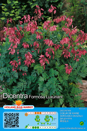 Sirdspuķe Luxuriant 1 gab