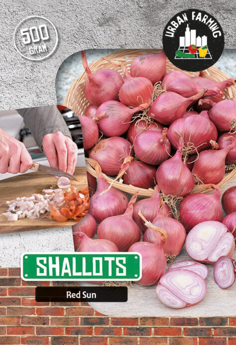 Sīpols Red Sun 500 g