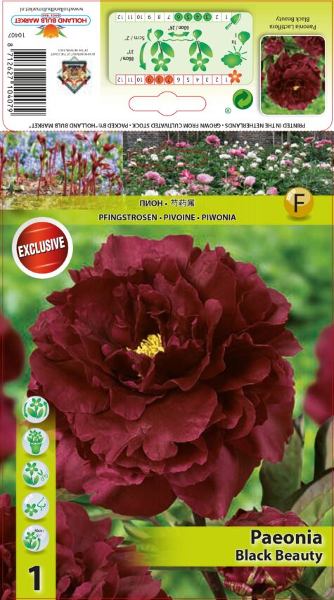 Peonija Black Beauty 1 gab