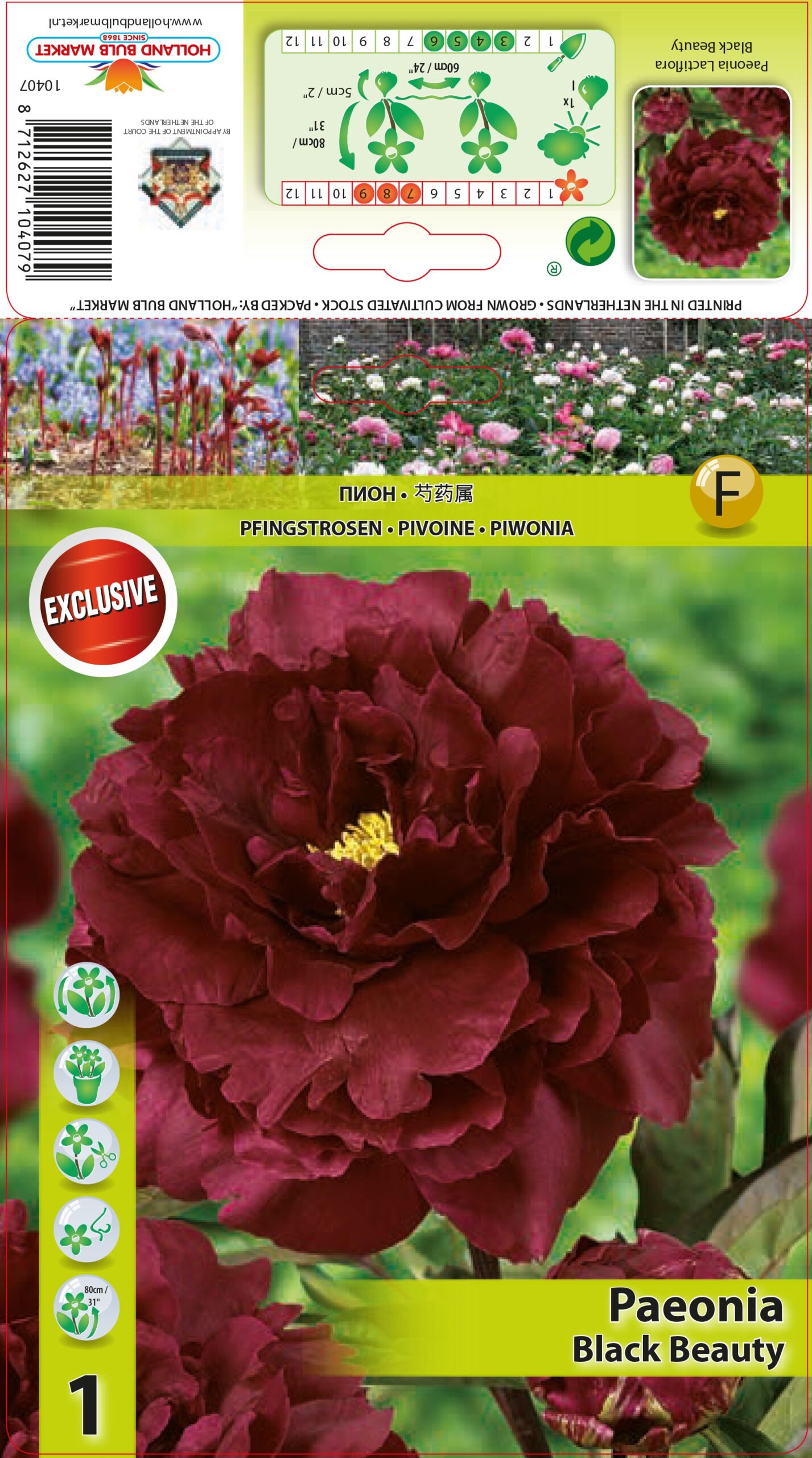 Peonija Black Beauty 1 gab
