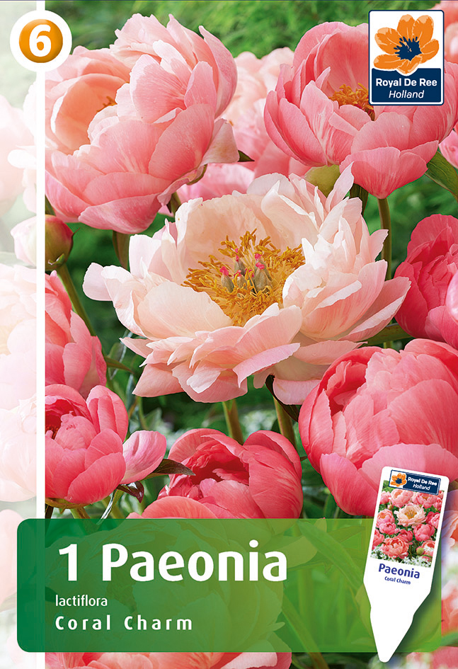 Peonijas Coral Charm 1 gab