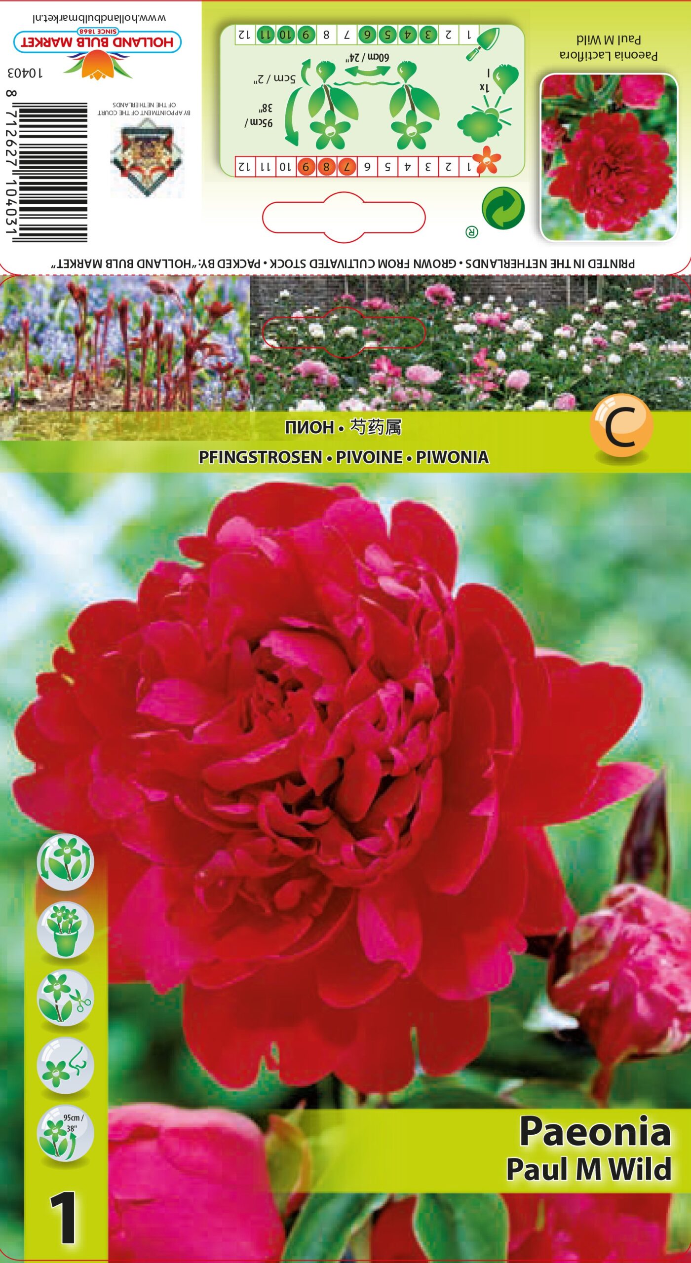 Peonija Paul M Wild 1 gab