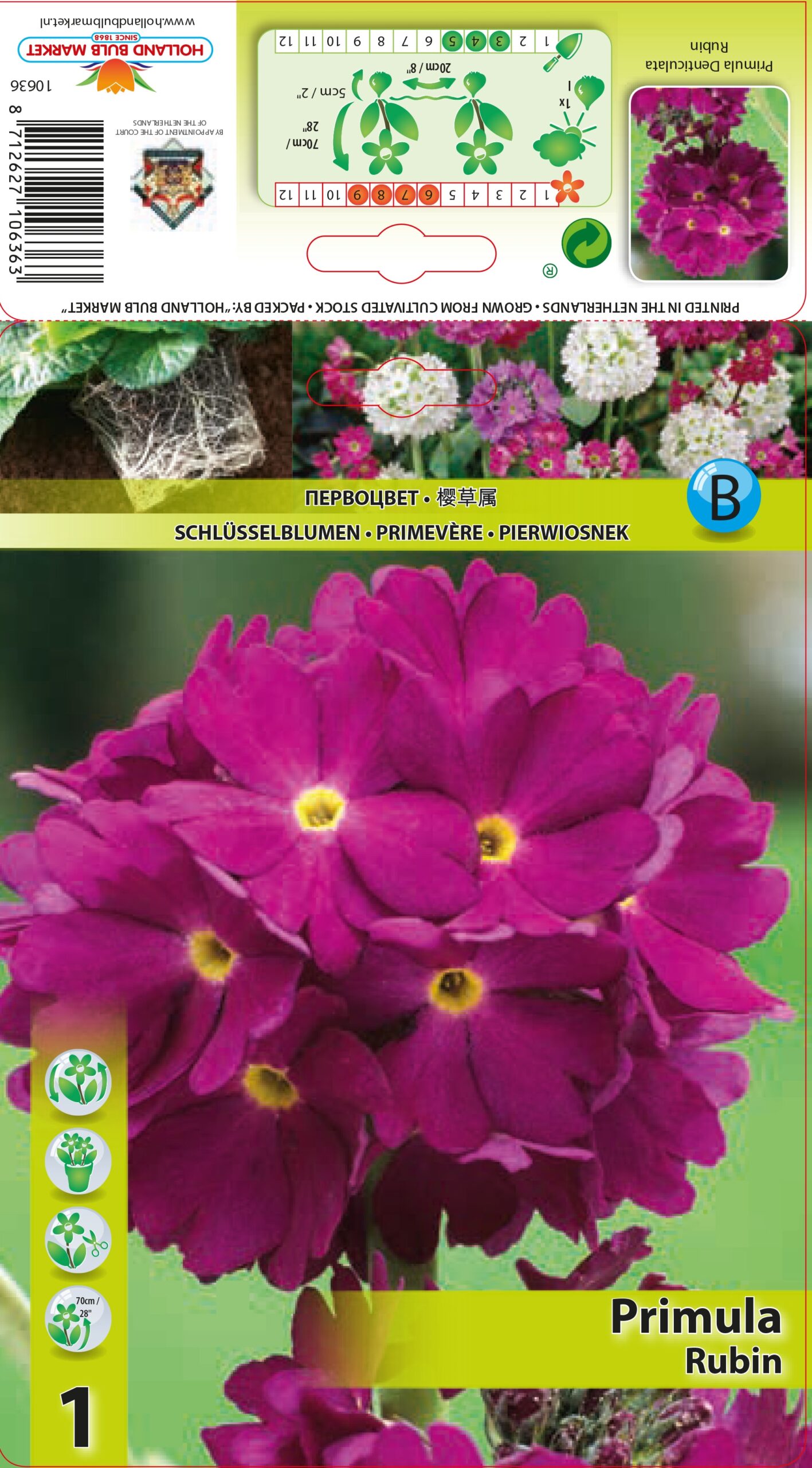 Prīmula Denticulata Rubin 1 gab