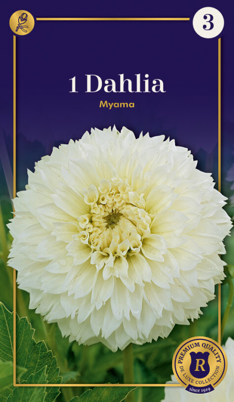 Dālija Fubuki Myama 1 gab