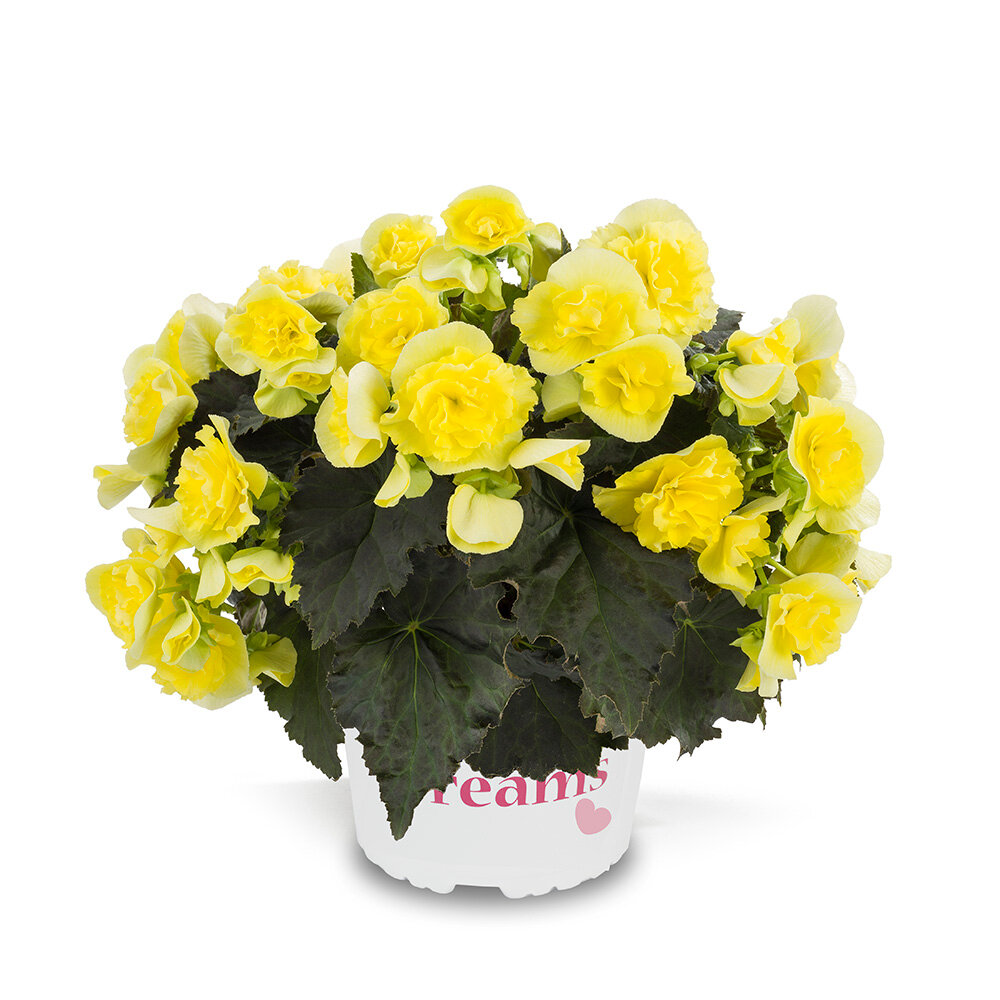 Roosbegonia Solenia Yellow 1pk