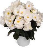 Roosbegonia saulains balts 1pk