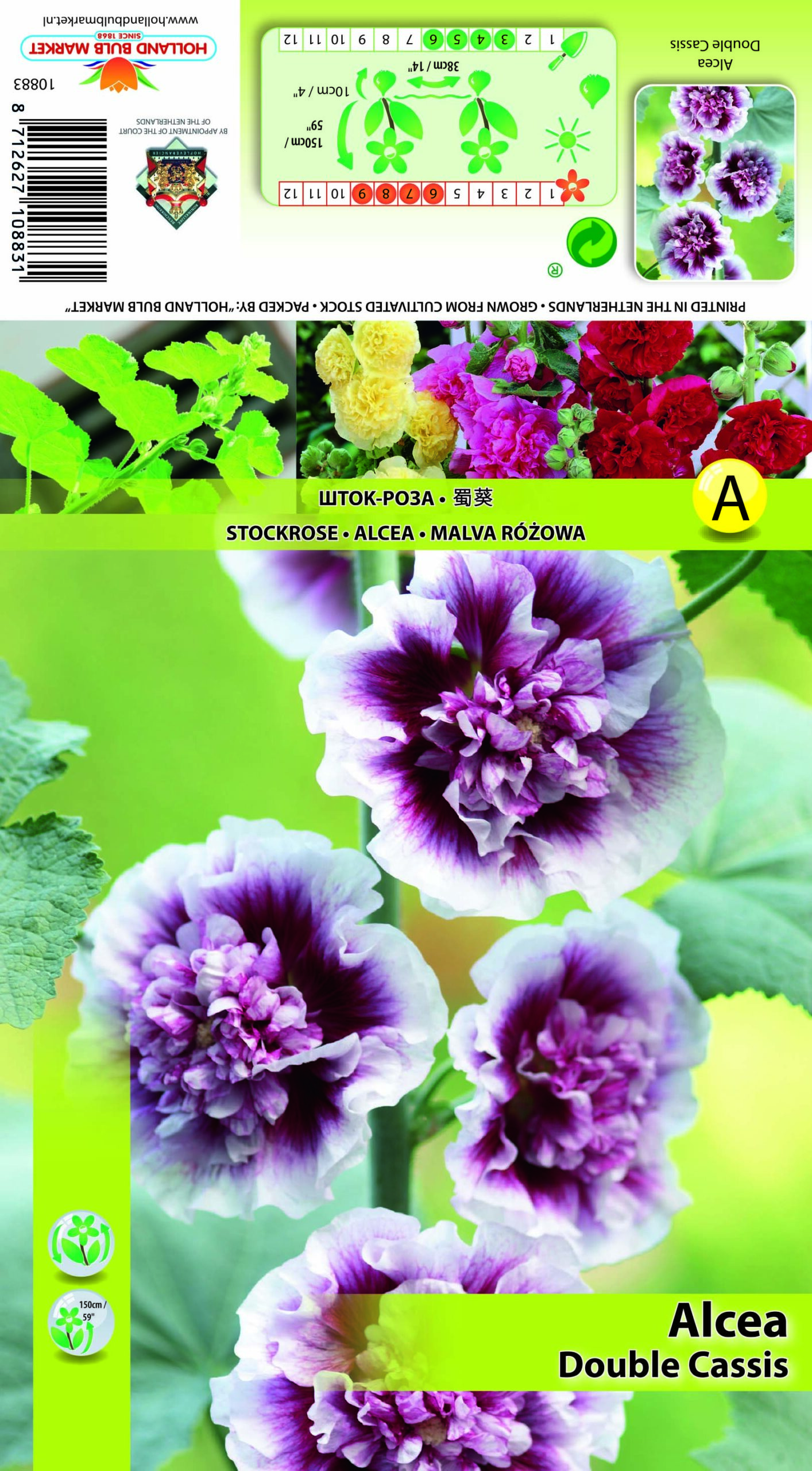 Kāršroze Double Cassis 1 gab