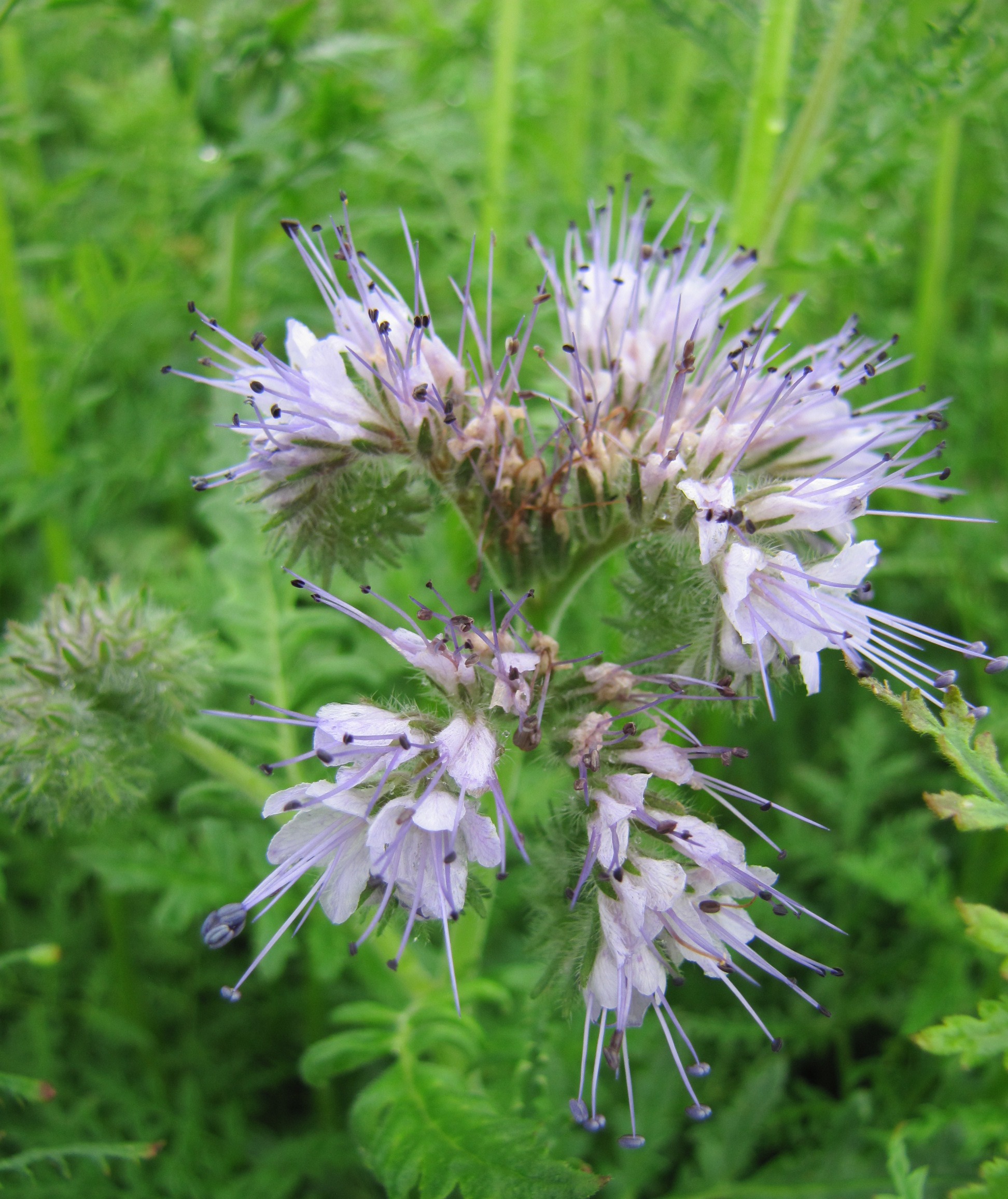 Parastā facēlija STALA 500 g