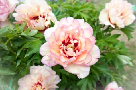 Peonija ITOH Canary Brilliant Kailsaknis 1gab