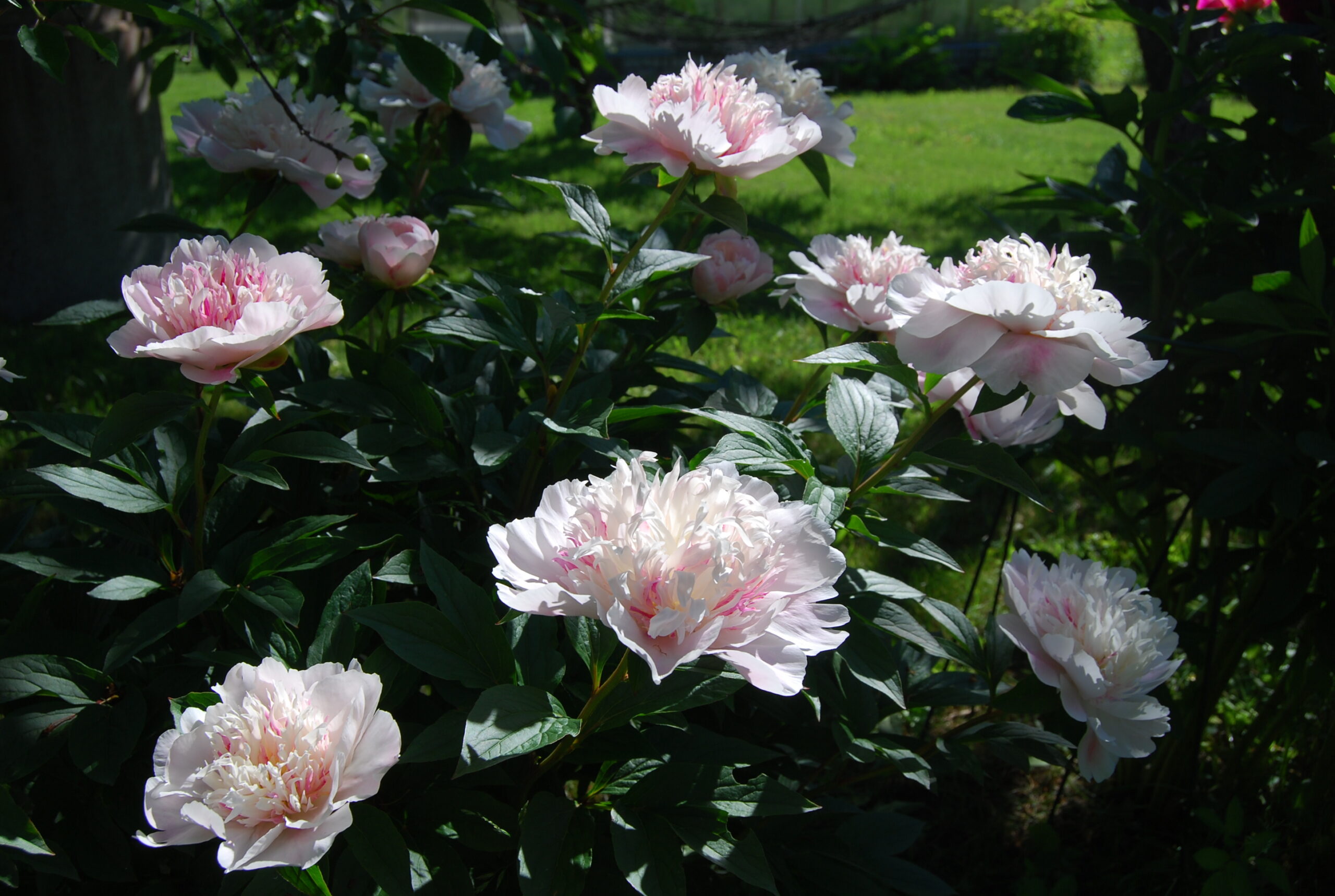 Peonija Do Tell kailsaknis 1 gab