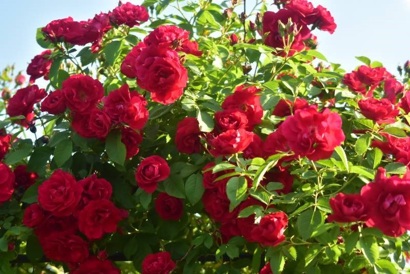 Roze Flammentanz Kailsaknis 1gab